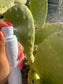 Licorne Cactus Fuktighetsgivende Mist (100ml)